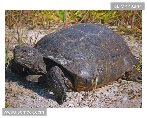 龟龟三双，菜鸟绽放